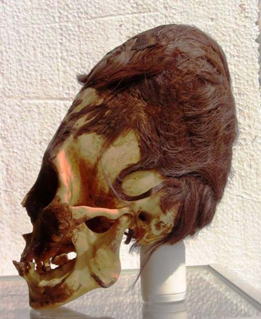 Удлиненный череп из Паракаса с характерными каштановыми волосами.