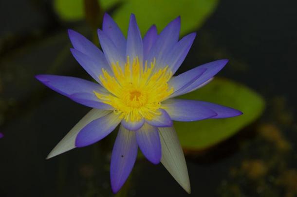 Blue Lotus (изображения через Лизу Нокс.)